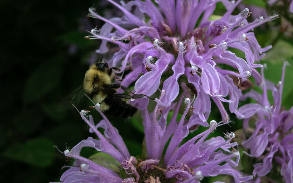 David Bernie Photos Photography First Nations Garden Chi-Nations Youth Council Chicago Native Plants Insects Bees