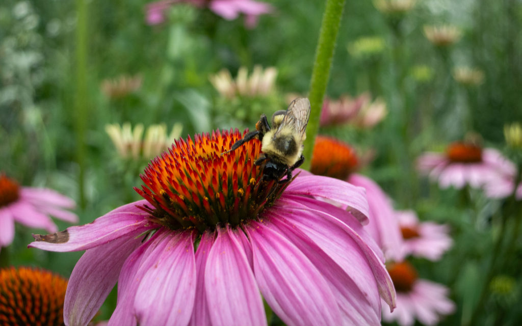 David Bernie Photos Photography First Nations Garden Chi-Nations Youth Council Chicago Native Plants Insects Bees