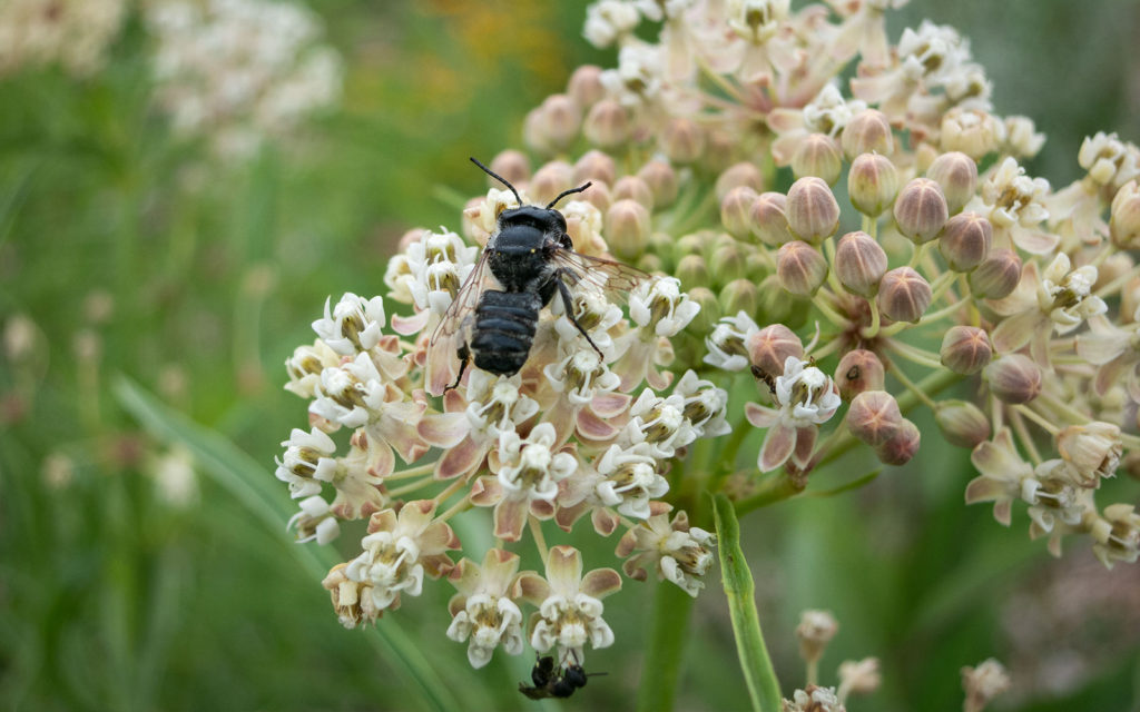 David Bernie Photos Photography First Nations Garden Chi-Nations Youth Council Chicago Native Plants Insects Bees