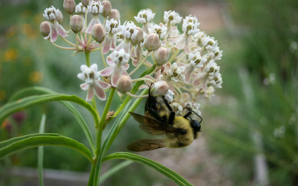 David Bernie Photos Photography First Nations Garden Chi-Nations Youth Council Chicago Native Plants Insects Bees