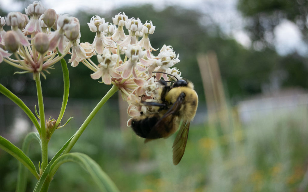 David Bernie Photos Photography First Nations Garden Chi-Nations Youth Council Chicago Native Plants Insects Bees