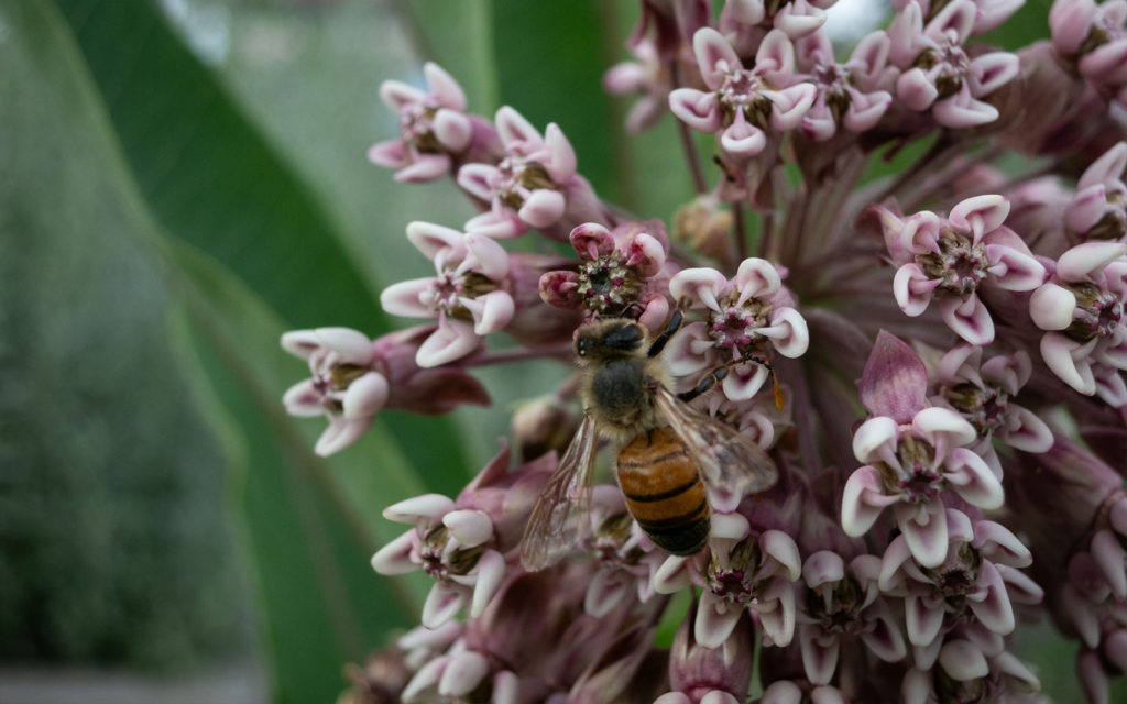 David Bernie Photos Photography First Nations Garden Chi-Nations Youth Council Chicago Native Plants Insects Bees