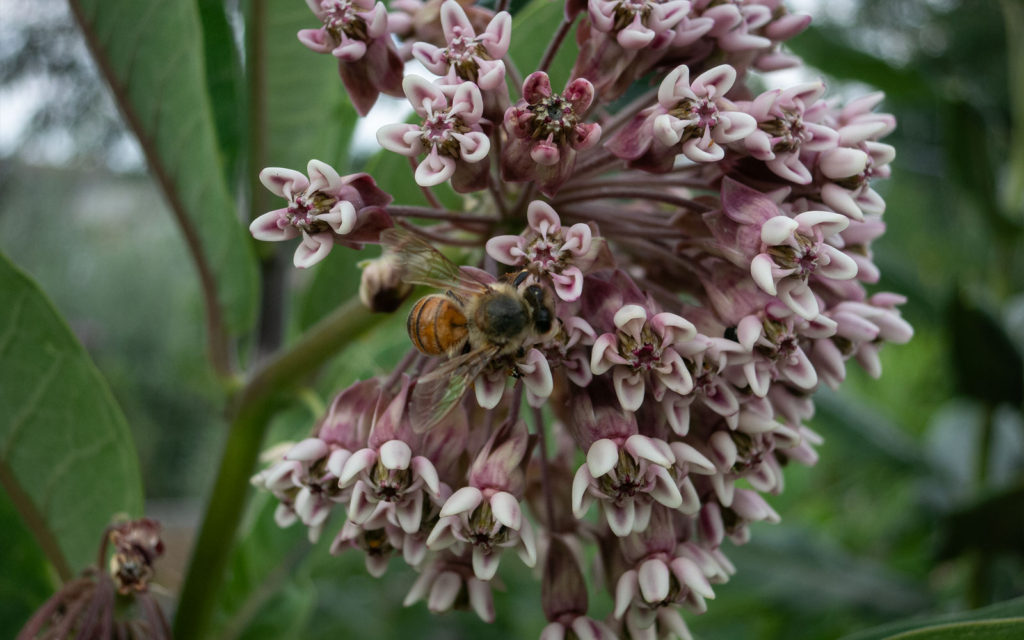 David Bernie Photos Photography First Nations Garden Chi-Nations Youth Council Chicago Native Plants Insects Bees