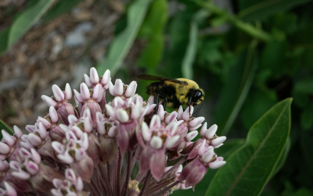 David Bernie Photos Photography First Nations Garden Chi-Nations Youth Council Chicago Native Plants Insects Bees