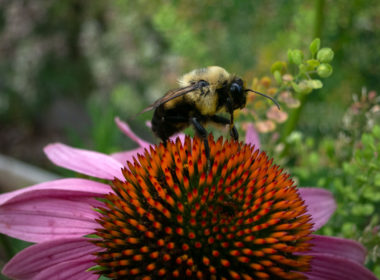 David Bernie Photos Photography First Nations Garden Chi-Nations Youth Council Chicago Native Plants Insects Bees