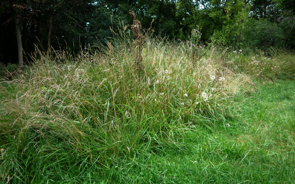 David Bernie Photos Photography Abandoned Twin Serpent Mounds Lawrence Santiago X Chicago Native Art American Indian Center AIC Heather Miller Chicago Public Arts Group CPAG Maryrose Pavkovic Schiller Woods 4000N Northwest Portage Walking Museum Abandoned August 26 2023