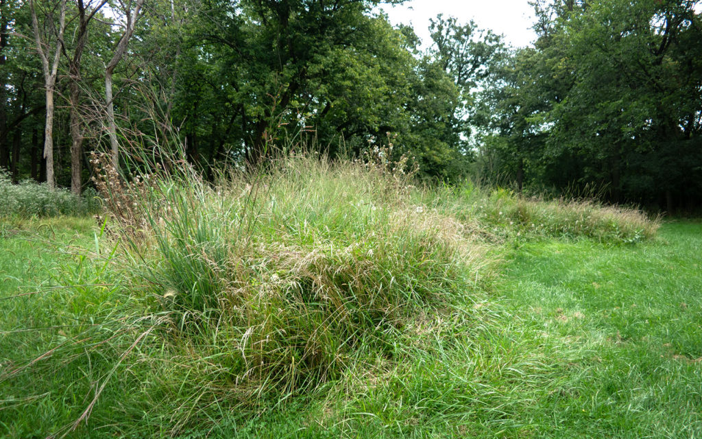 David Bernie Photos Photography Abandoned Twin Serpent Mounds Lawrence Santiago X Chicago Native Art American Indian Center AIC Heather Miller Chicago Public Arts Group CPAG Maryrose Pavkovic Schiller Woods 4000N Northwest Portage Walking Museum Abandoned August 26 2023