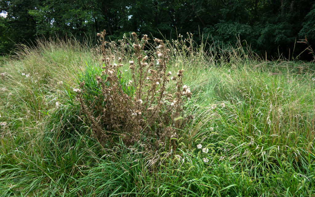 David Bernie Photos Photography Abandoned Twin Serpent Mounds Lawrence Santiago X Chicago Native Art American Indian Center AIC Heather Miller Chicago Public Arts Group CPAG Maryrose Pavkovic Schiller Woods 4000N Northwest Portage Walking Museum Abandoned August 26 2023