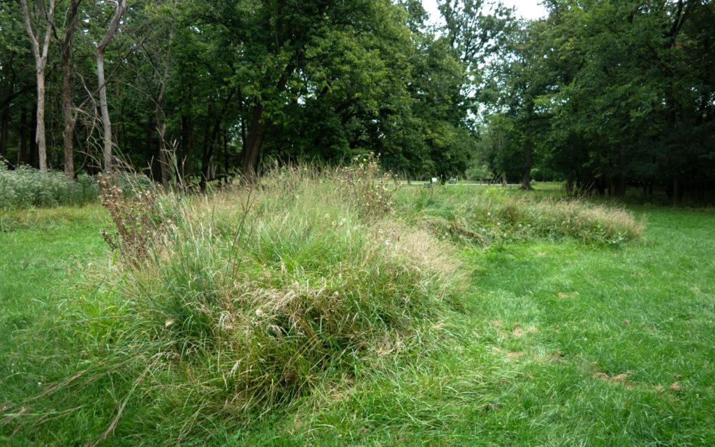 David Bernie Photos Photography Abandoned Twin Serpent Mounds Lawrence Santiago X Chicago Native Art American Indian Center AIC Heather Miller Chicago Public Arts Group CPAG Maryrose Pavkovic Schiller Woods 4000N Northwest Portage Walking Museum Abandoned August 26 2023