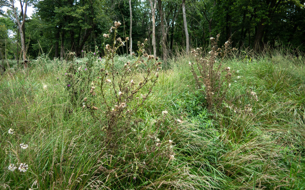 David Bernie Photos Photography Abandoned Twin Serpent Mounds Lawrence Santiago X Chicago Native Art American Indian Center AIC Heather Miller Chicago Public Arts Group CPAG Maryrose Pavkovic Schiller Woods 4000N Northwest Portage Walking Museum Abandoned August 26 2023