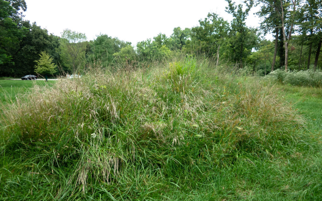 David Bernie Photos Photography Abandoned Twin Serpent Mounds Lawrence Santiago X Chicago Native Art American Indian Center AIC Heather Miller Chicago Public Arts Group CPAG Maryrose Pavkovic Schiller Woods 4000N Northwest Portage Walking Museum Abandoned August 26 2023