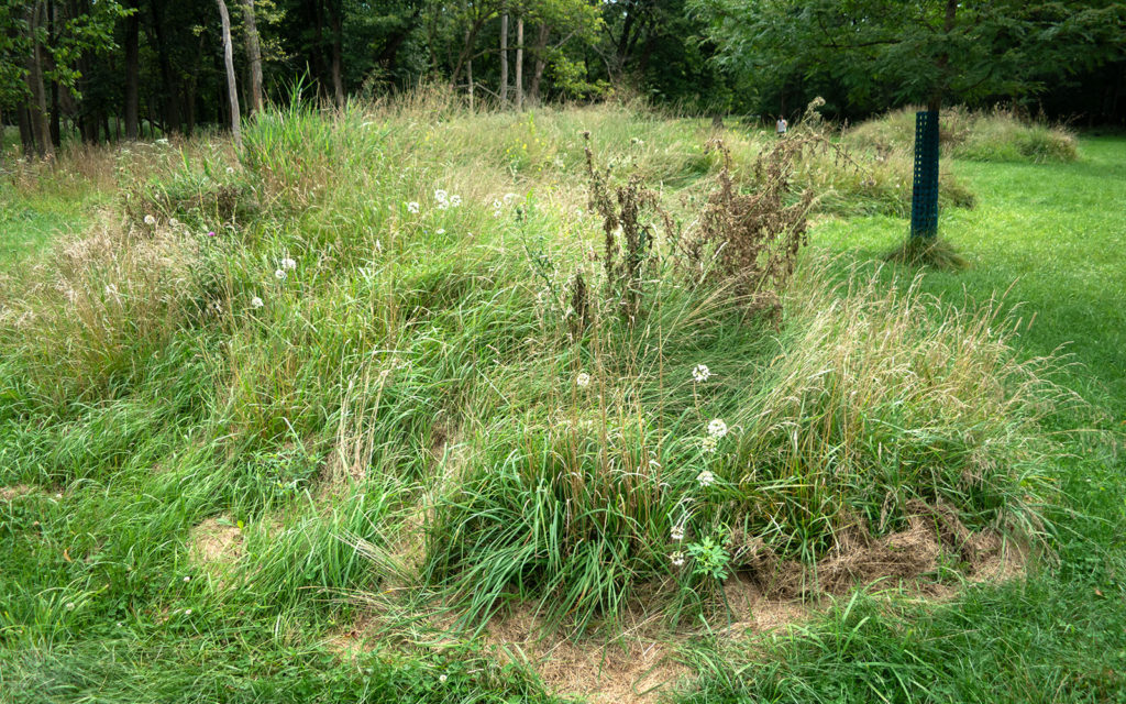 David Bernie Photos Photography Abandoned Twin Serpent Mounds Lawrence Santiago X Chicago Native Art American Indian Center AIC Heather Miller Chicago Public Arts Group CPAG Maryrose Pavkovic Schiller Woods 4000N Northwest Portage Walking Museum Abandoned August 26 2023