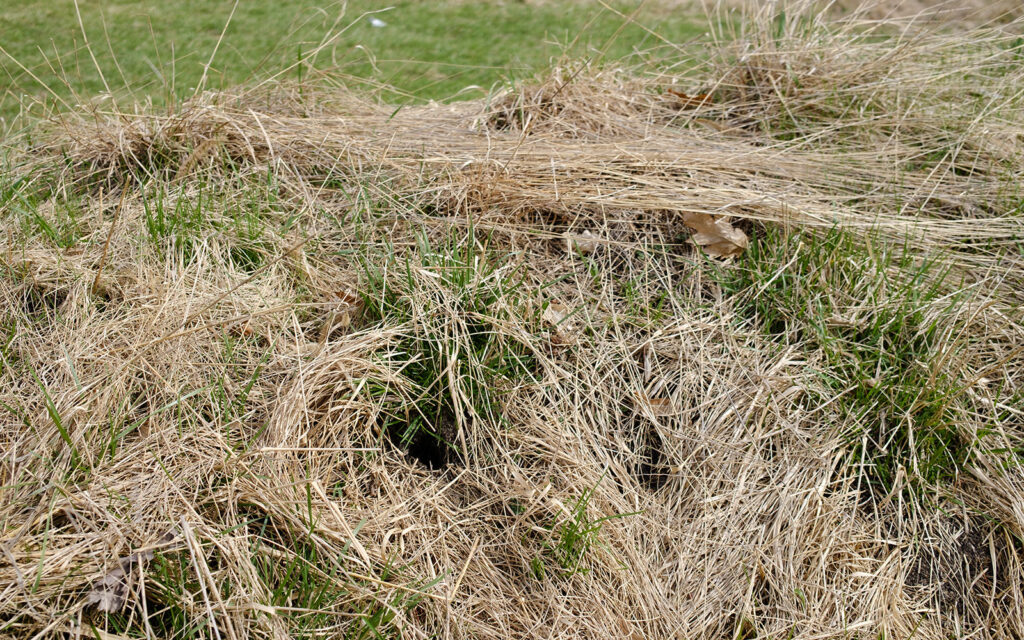 David Bernie Photos Photography Abandoned Twin Serpent Mounds Lawrence Santiago X Chicago Native Art American Indian Center AIC Heather Miller Chicago Public Arts Group CPAG Maryrose Pavkovic Schiller Woods 4000N Northwest Portage Walking Museum Abandoned March 2024