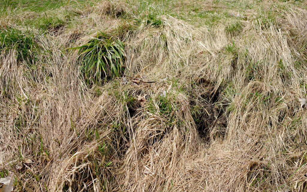 David Bernie Photos Photography Abandoned Twin Serpent Mounds Lawrence Santiago X Chicago Native Art American Indian Center AIC Heather Miller Chicago Public Arts Group CPAG Maryrose Pavkovic Schiller Woods 4000N Northwest Portage Walking Museum Abandoned March 2024