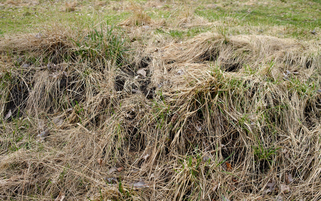 David Bernie Photos Photography Abandoned Twin Serpent Mounds Lawrence Santiago X Chicago Native Art American Indian Center AIC Heather Miller Chicago Public Arts Group CPAG Maryrose Pavkovic Schiller Woods 4000N Northwest Portage Walking Museum Abandoned March 2024