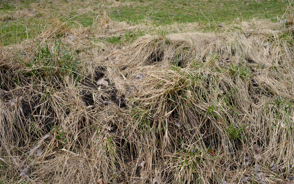 David Bernie Photos Photography Abandoned Twin Serpent Mounds Lawrence Santiago X Chicago Native Art American Indian Center AIC Heather Miller Chicago Public Arts Group CPAG Maryrose Pavkovic Schiller Woods 4000N Northwest Portage Walking Museum Abandoned March 2024