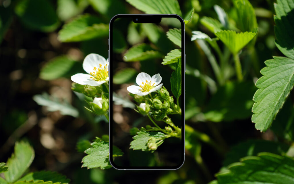 David Bernie Download Poster Wallpaper Mobile Laptop iPhone Native American First Nations Garden Indigenous Wallpapers Mobile Laptop Native Plants Wild Strawberry