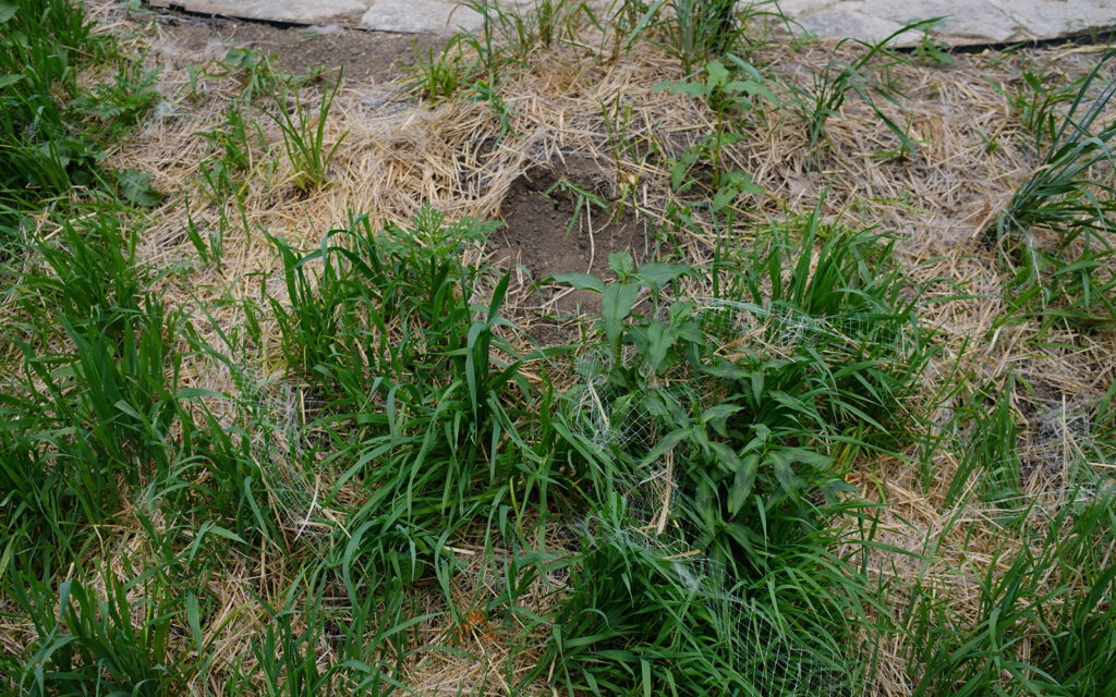 David Bernie Photos Photography Abandoned Coil Serpent Mound Land Art Lawrence Santiago X Chicago Native Art American Indian Center AIC Heather Miller Chicago Public Arts Group CPAG Maryrose Pavkovic Horner Park 4000N Northwest Portage Walking Museum Abandoned