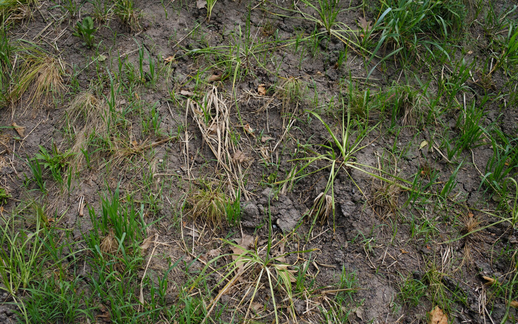 David Bernie Photos Photography Abandoned Coil Serpent Mound Land Art Lawrence Santiago X Chicago Native Art American Indian Center AIC Heather Miller Chicago Public Arts Group CPAG Maryrose Pavkovic Horner Park 4000N Northwest Portage Walking Museum Abandoned