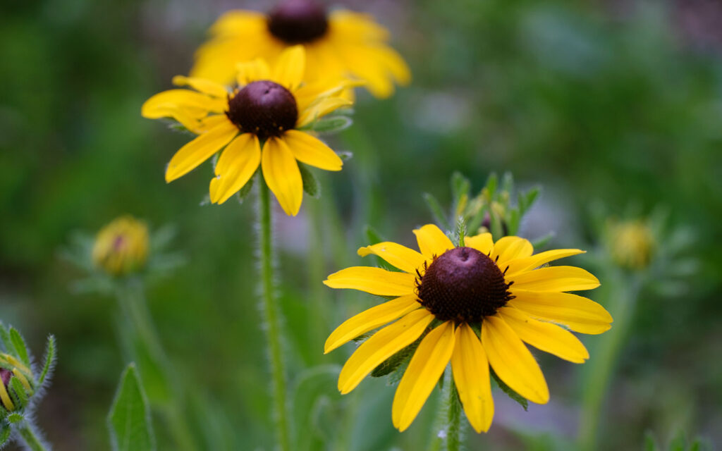 David Bernie Photos Photography First Nations Chicago Native Plants Mounds Black-Eyed Susan