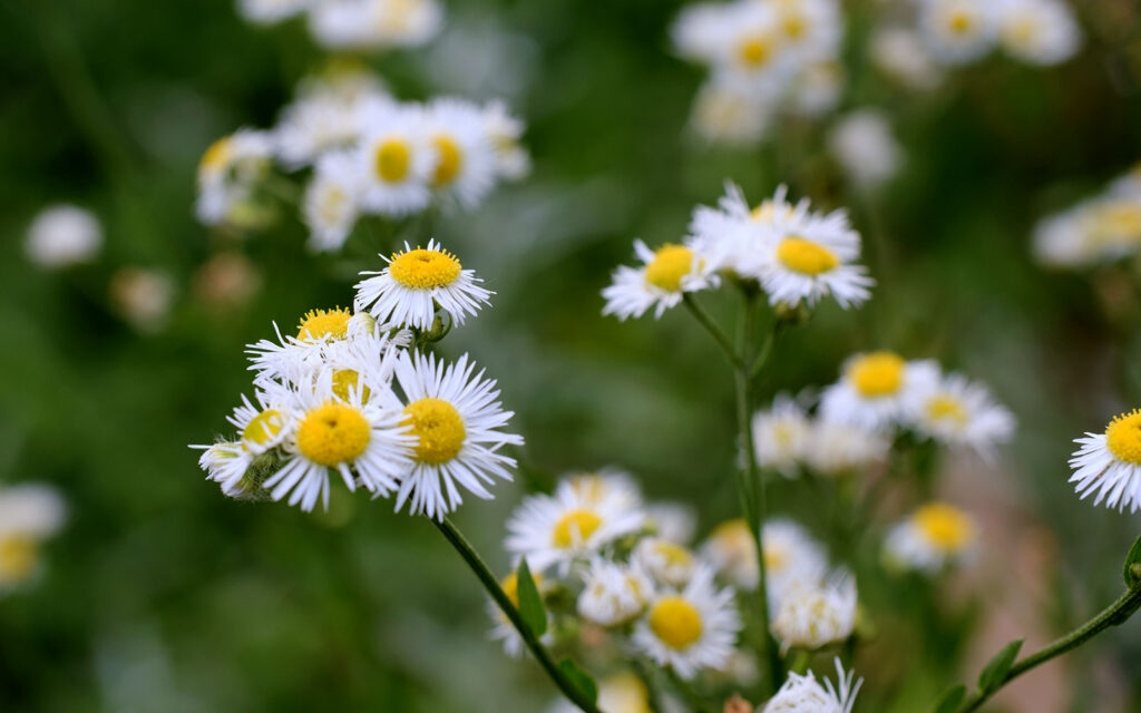 David Bernie Photos Photography First Nations Chicago Native Plants Mounds Annual Fleaband