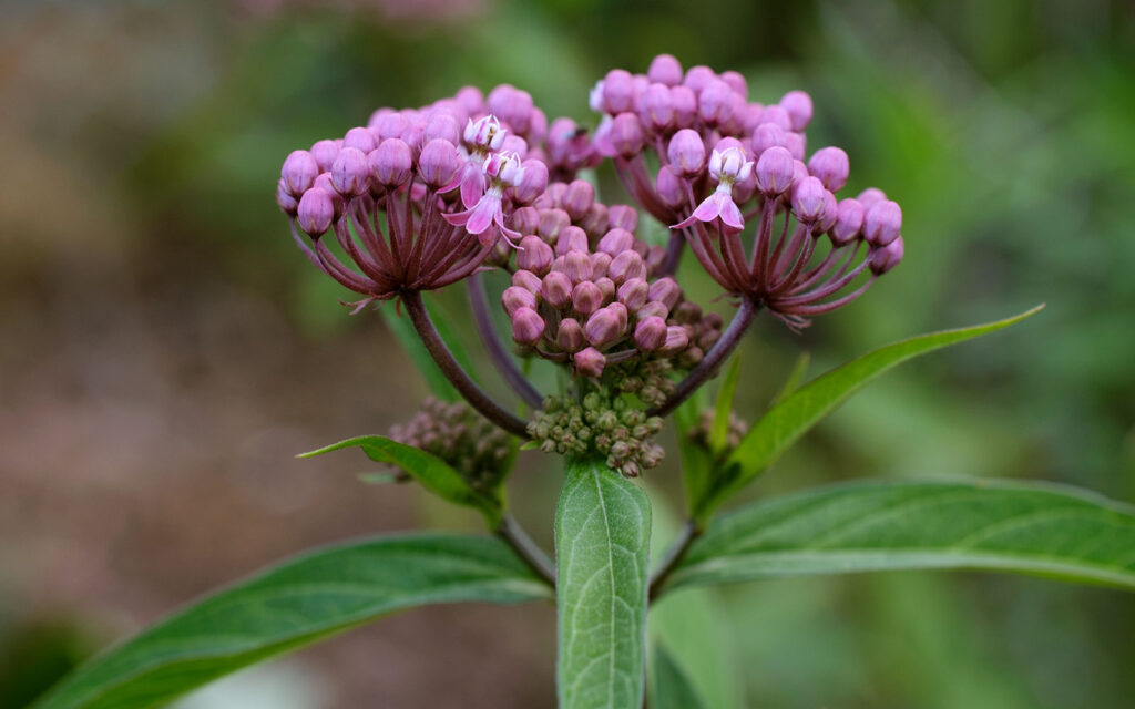 David Bernie Photos Photography First Nations Chicago Native Plants Mounds Rose Milkweed