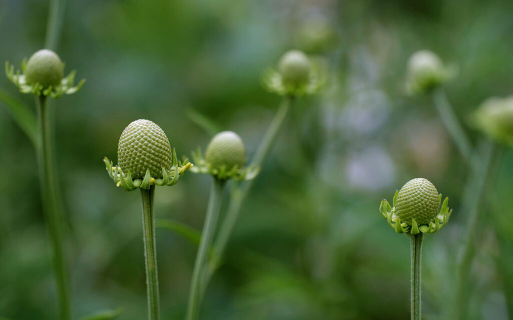 David Bernie Photos Photography First Nations Chicago Native Plants Mounds Yellow Grey-headed Coneflower