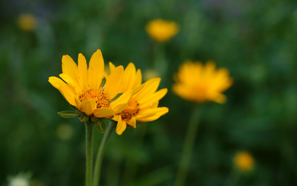 David Bernie Photos Photography First Nations Chicago Native Plants Mounds False Sunflower