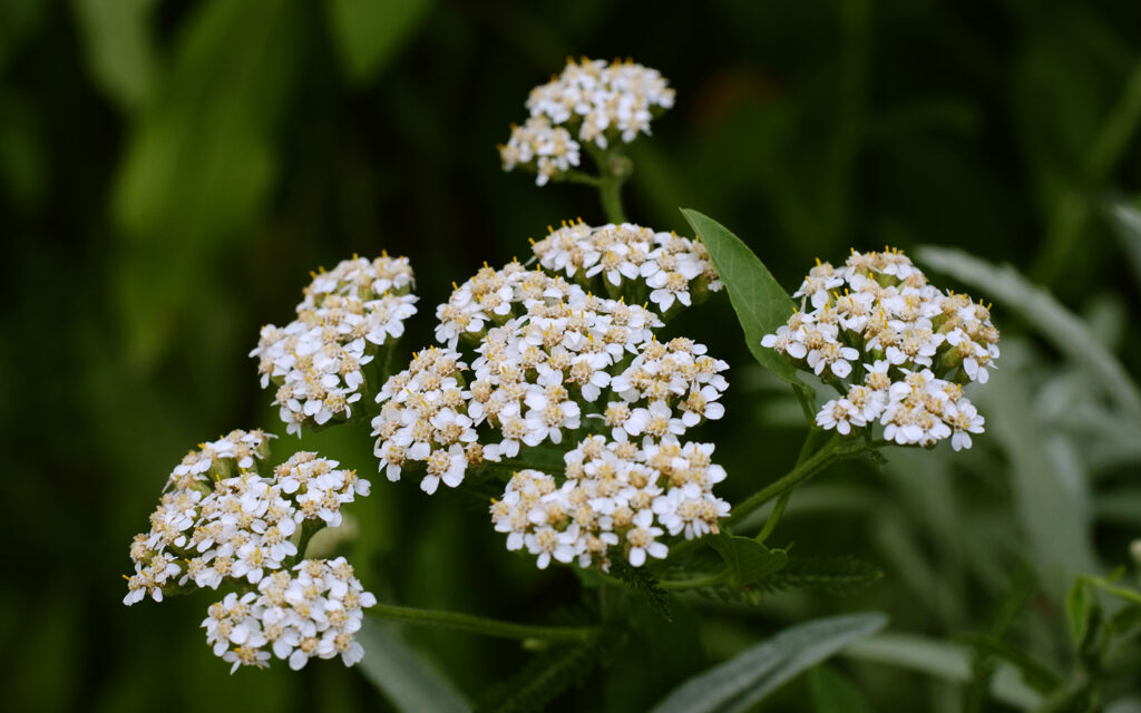 David Bernie Photos Photography First Nations Chicago Native Plants Mounds Common Yarrow