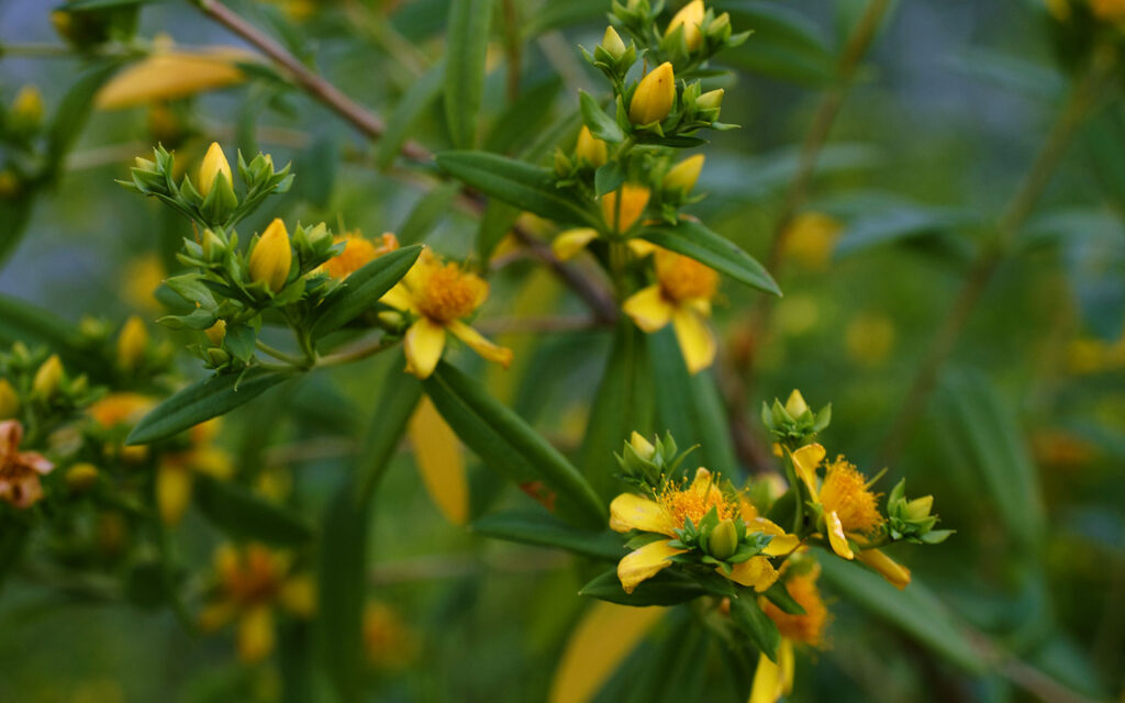 David Bernie Photos Photography First Nations Chicago Native Plants Mounds Shrubby St. John's Wort