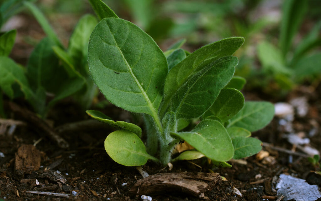 David Bernie Photos Photography First Nations Chicago Native Plants Mounds Northern Tobacco