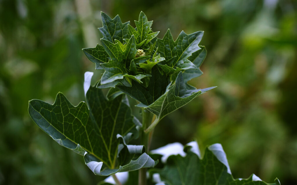 David Bernie Photos Photography First Nations Chicago Native Plants Mounds Pale Indian Plantain