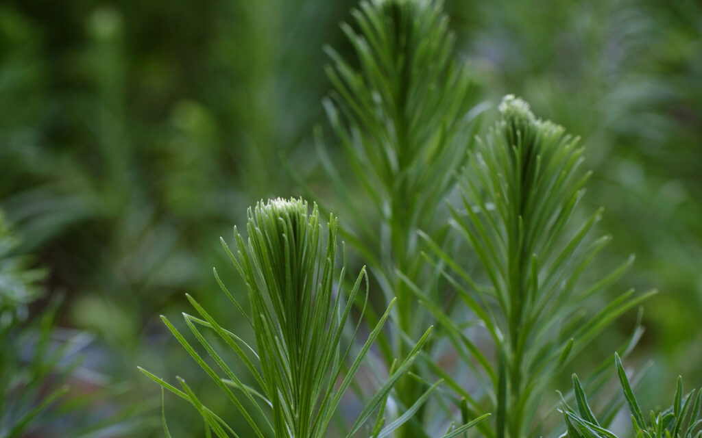 David Bernie Photos Photography First Nations Chicago Native Plants Mounds Prairie Blazing Star