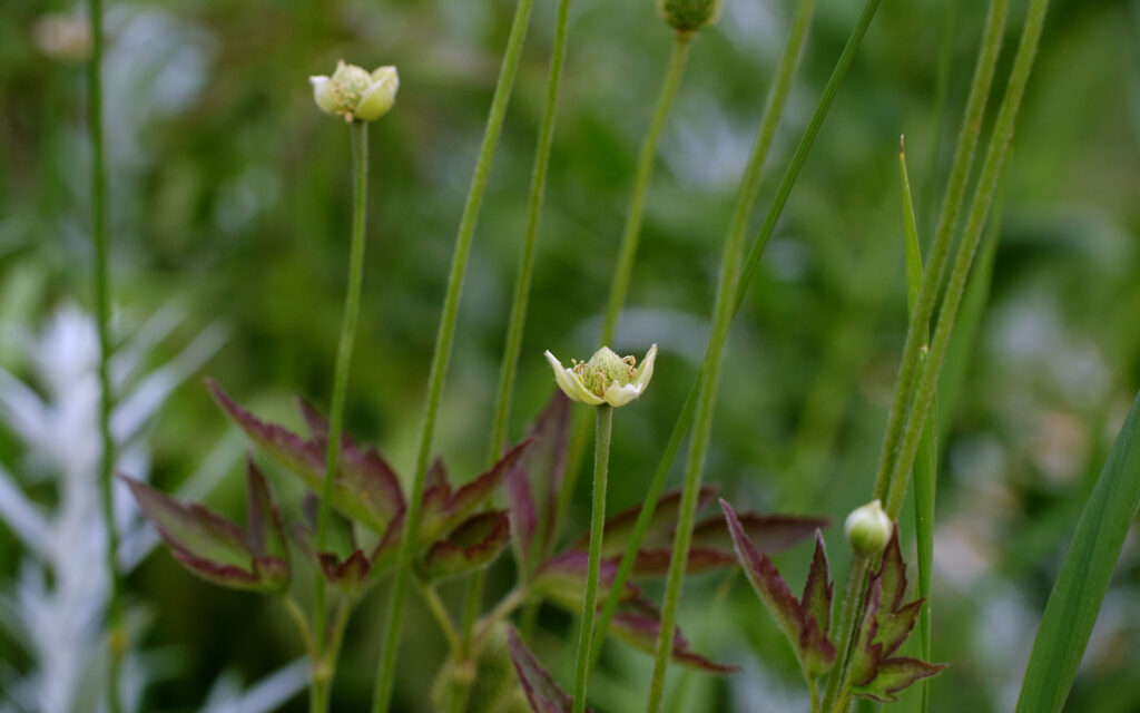 David Bernie Photos Photography First Nations Chicago Native Plants Mounds Cylindrical Thimbleweed