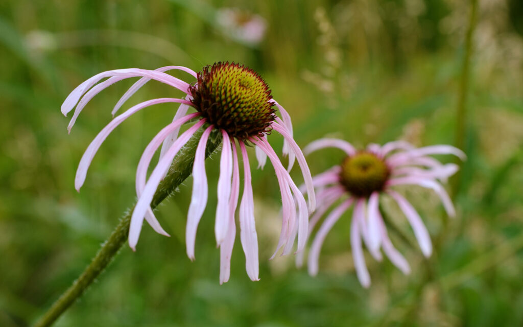 David Bernie Photos Photography First Nations Chicago Native Plants Mounds Pale Purple Coneflower