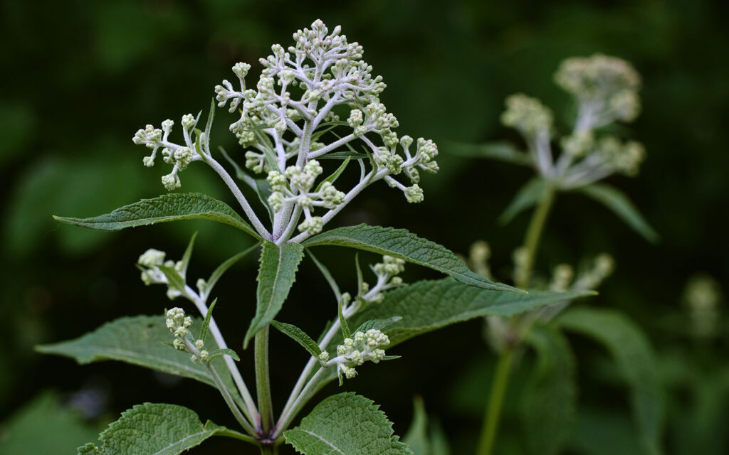 David Bernie Photos Photography First Nations Chicago Native Plants Mounds Joe Pye Weed