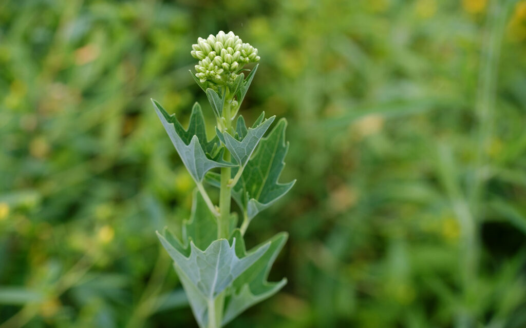 David Bernie Photos Photography First Nations Chicago Native Plants Mounds Pale Indian Plantain