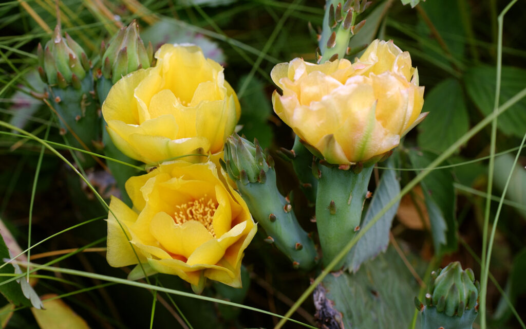 David Bernie Photos Photography First Nations Chicago Native Plants Mounds Eastern Prickly Pear Cactus