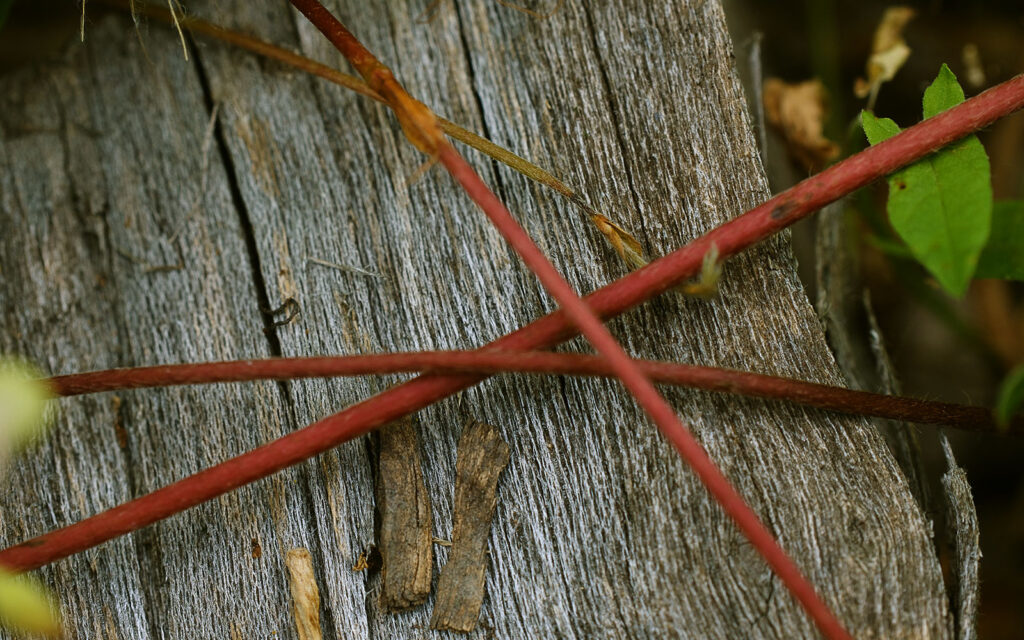 David Bernie Photos Photography First Nations Chicago Native Plants Mounds Wild Strawberry Runners Stolons