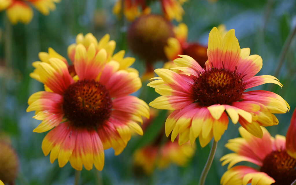 David Bernie Photos Photography First Nations Chicago Native Plants Mounds Blanket Flower