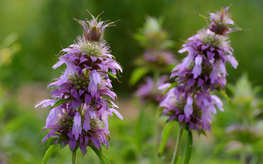 David Bernie Photos Photography First Nations Chicago Native Plants Mounds Lemon Mint Bee Balm