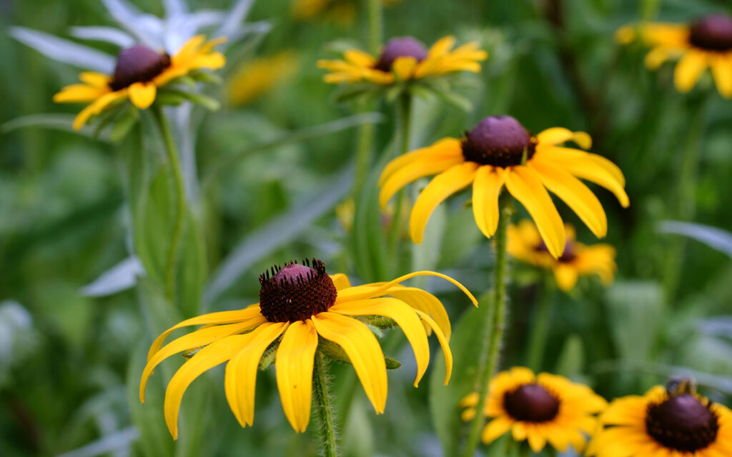 David Bernie Photos Photography First Nations Chicago Native Plants Mounds Black-Eyed Susan