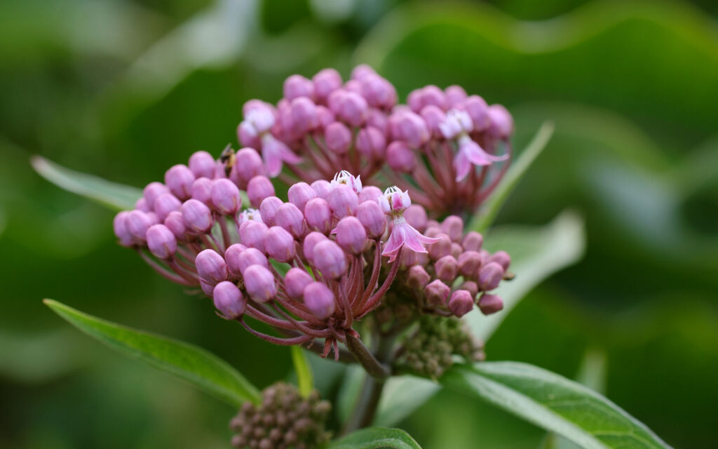 David Bernie Photos Photography First Nations Chicago Native Plants Mounds Common Milkweed