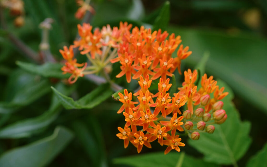 David Bernie Photos Photography First Nations Chicago Native Plants Mounds Butterfly Milkweed