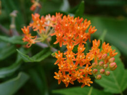 David Bernie Photos Photography First Nations Chicago Native Plants Mounds Butterfly Milkweed