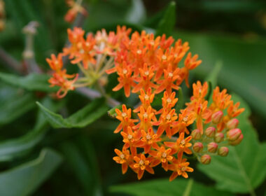 David Bernie Photos Photography First Nations Chicago Native Plants Mounds Butterfly Milkweed