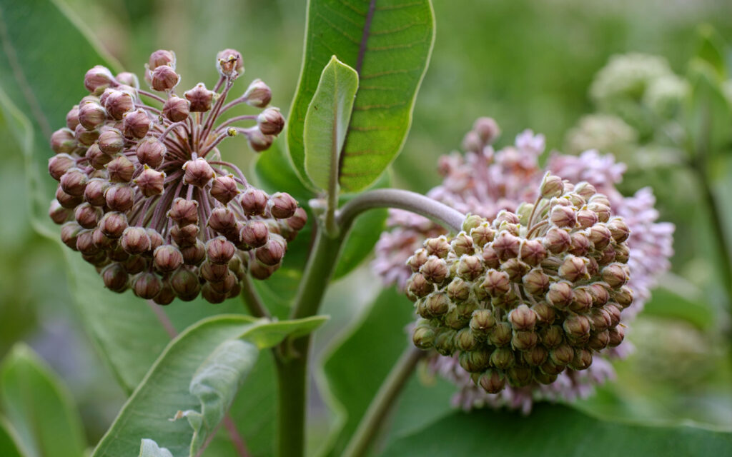 David Bernie Photos Photography First Nations Chicago Native Plants Mounds Common Milkweed