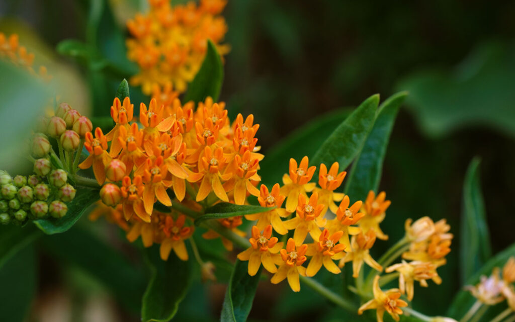 David Bernie Photos Photography First Nations Chicago Native Plants Mounds Butterly Milkweed