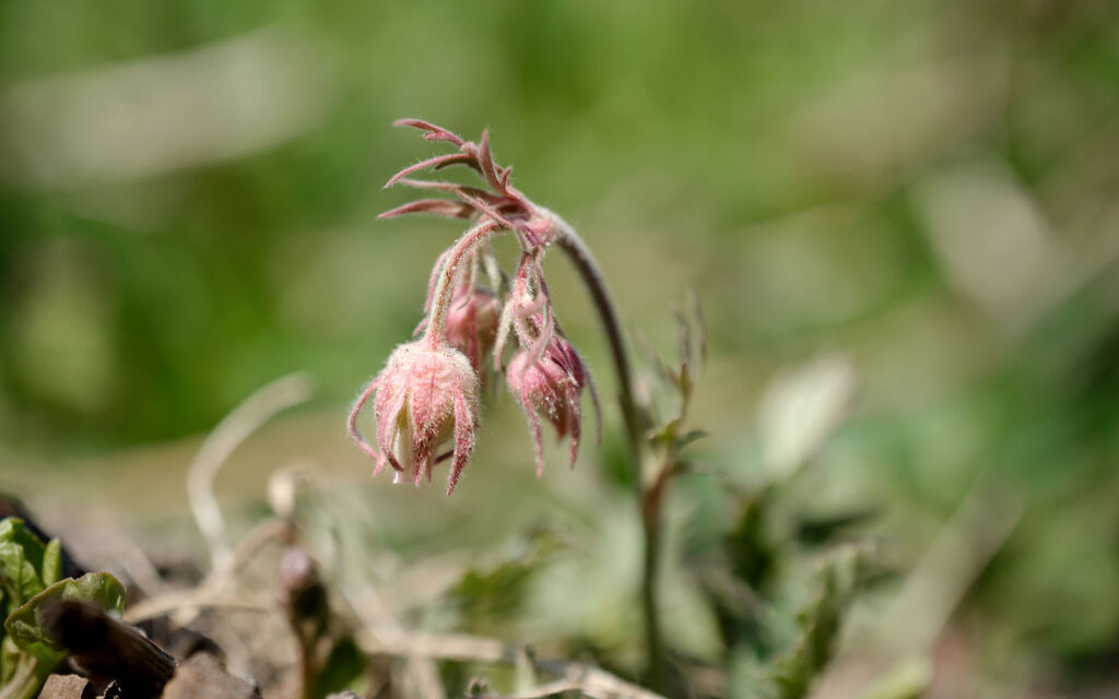 David Bernie Photos Photography First Nations Chicago Native Plants Mounds Prairie Smoke