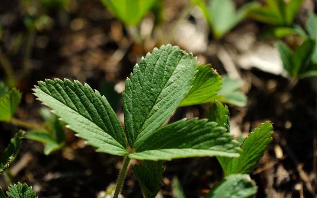 David Bernie Photos Photography First Nations Chicago Native Plants Mounds Wild Strawberry